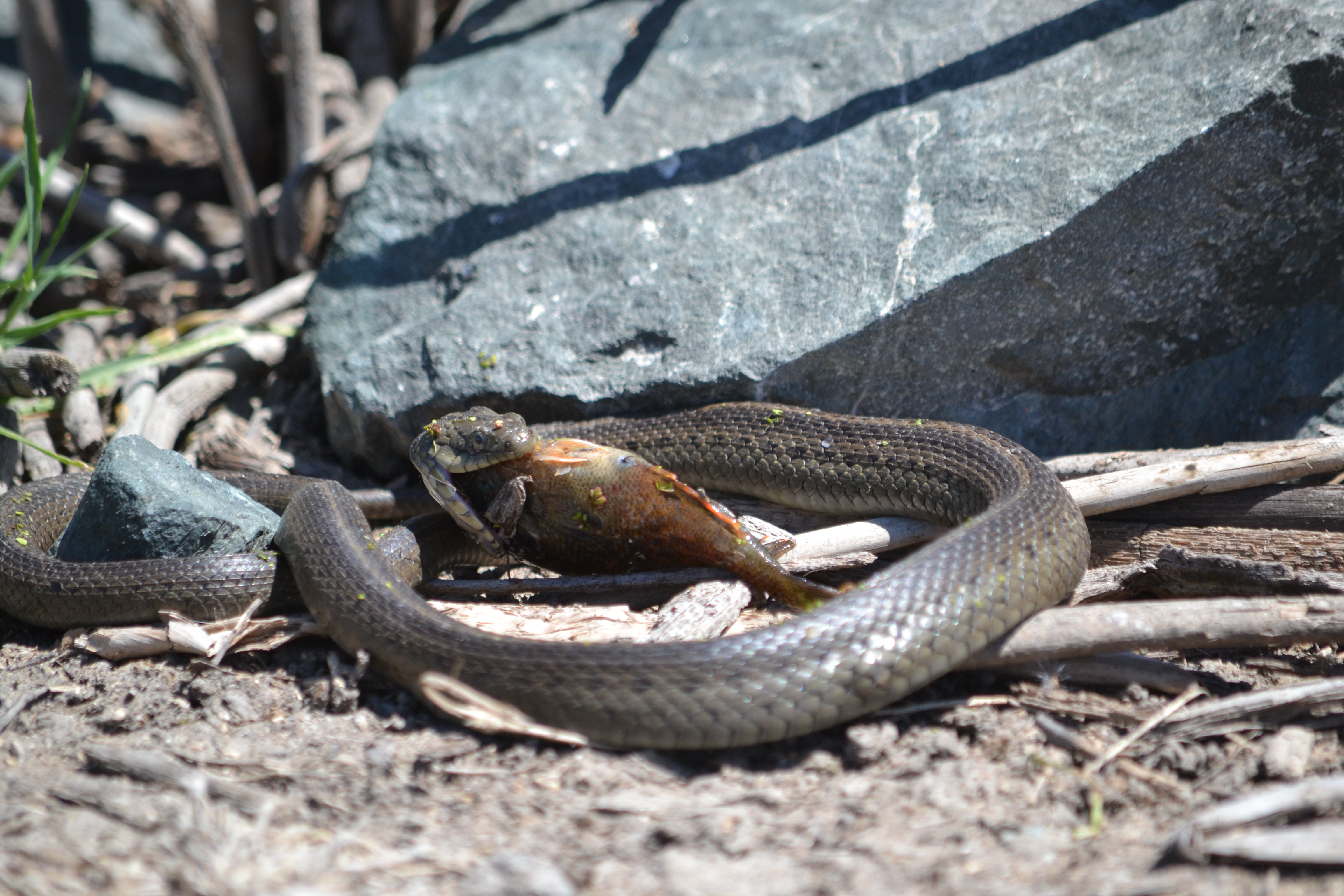 Giant garter snake in the dirt eating a mosquito fish