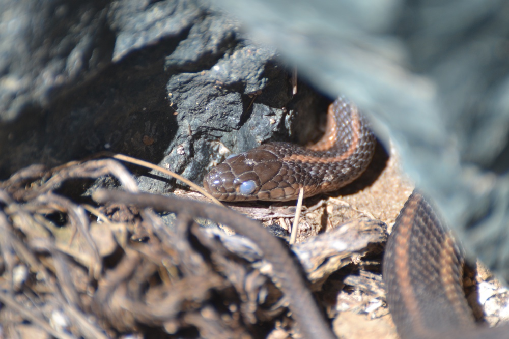 close-up of Giant garter snake lying in dirt next to twigs and rocks with its third eyelid showing