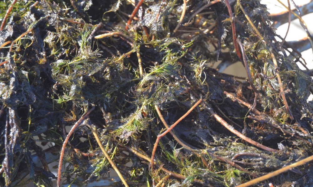 section of some watermilfoil weeds growing along a marsh at TNBC Preserve