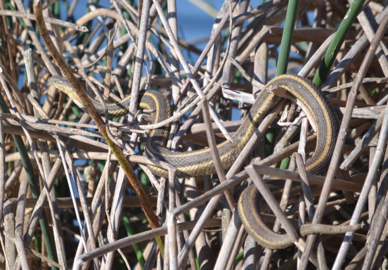 Giant garter snake entwined and blended in a tule thicket at the Preserve