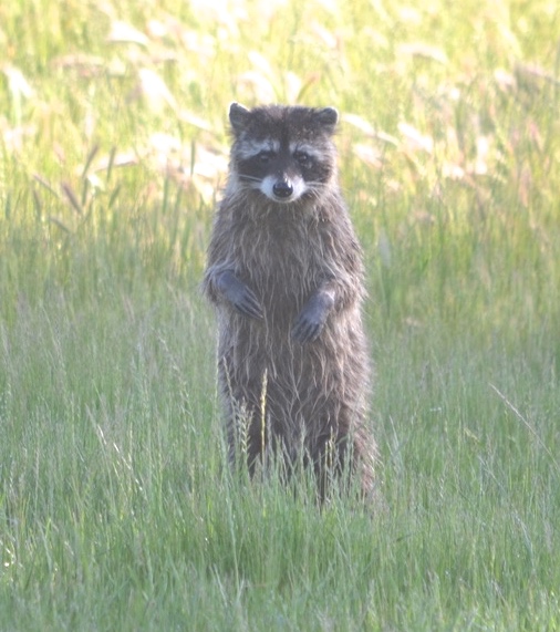 a raccoon standing on its hind legs in a grassy area of TNBC Preserve, facing and looking at the camera