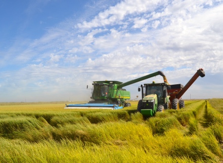 harvester equipment harvesting through a rice field and blue skies with streaks of clouds in the background