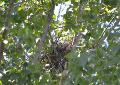 Swainson's hawk nest nestled in the branches of a cottonwood tree