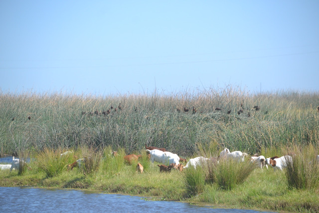 white and brown goats grazing on bankside vegetation at the Natomas Basin Preserve