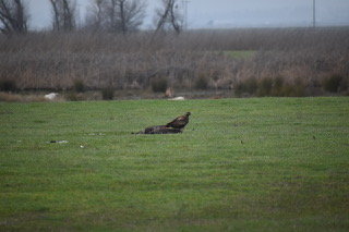 raptor standing by its dead prey in a green grass field