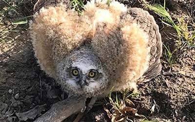 Great-horned owl chick sitting on the ground and looking up at the camera