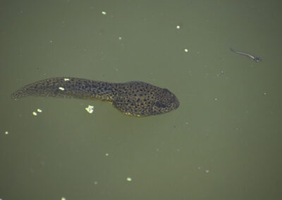 Bullfrog Tadpole swimming around wishing to be all grown up