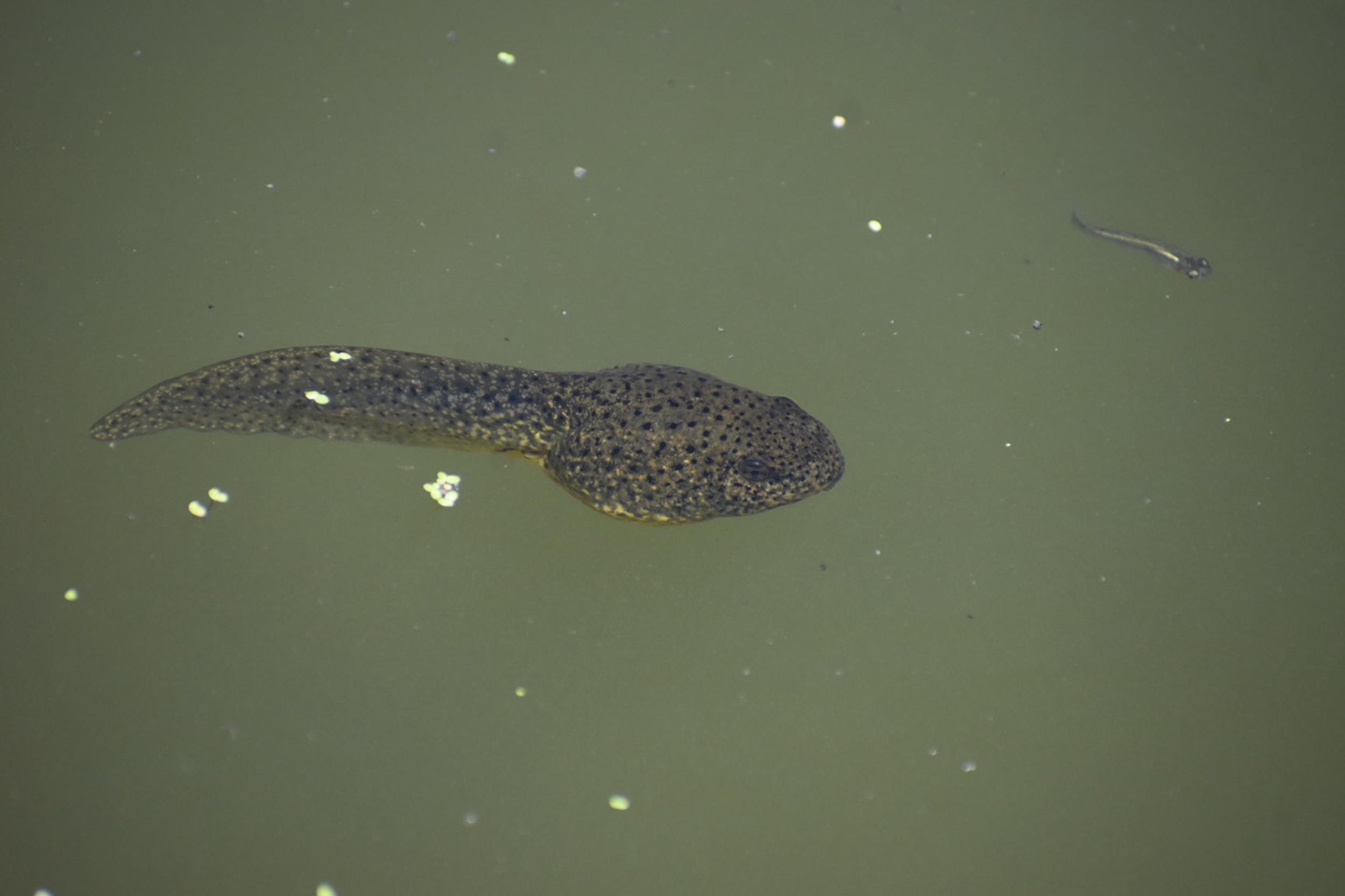 Bullfrog tadpole in water