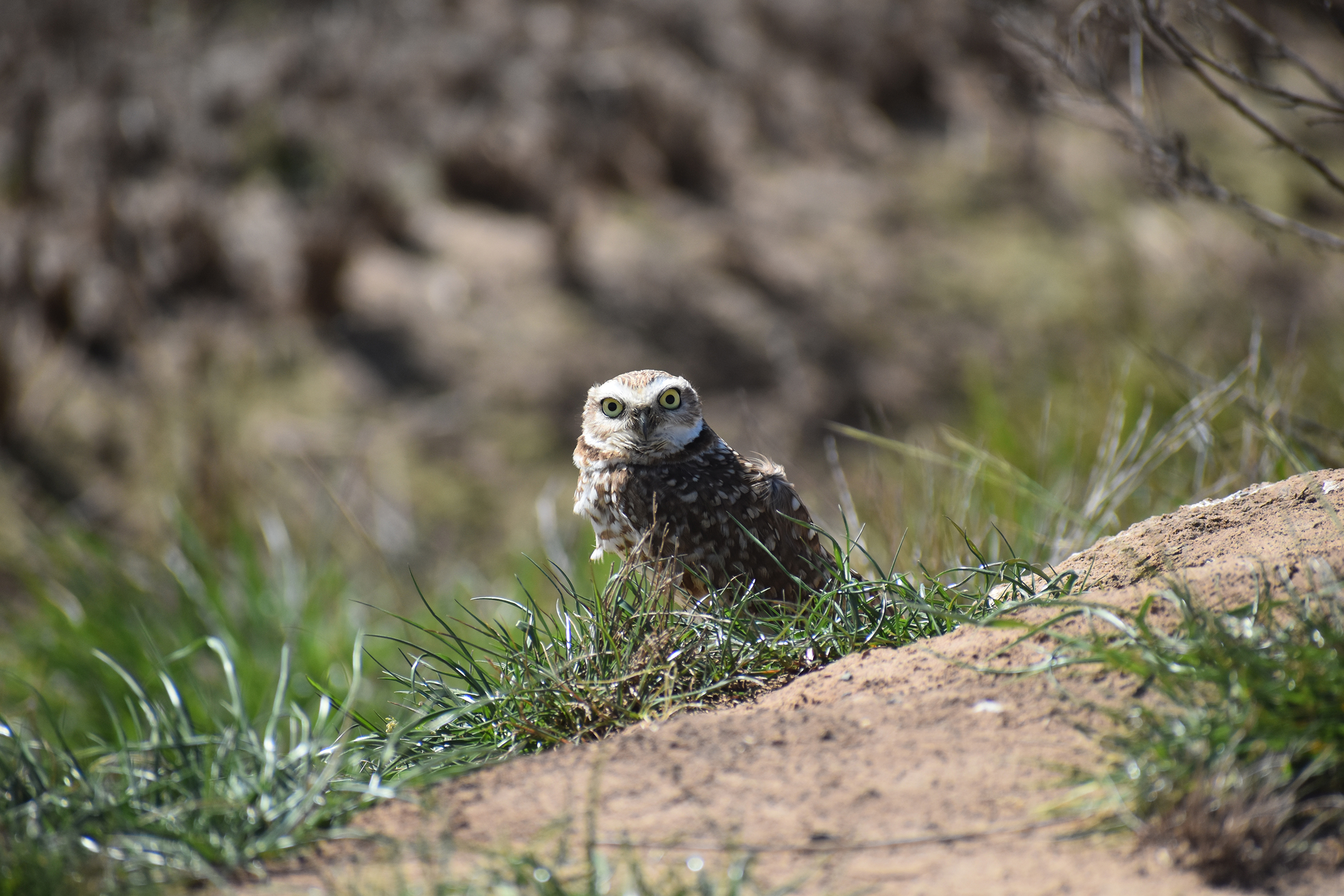 Burrowing owl staring