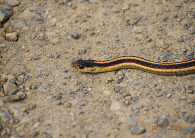 Common Garter snake showing off his beautiful yellow and orange stripes