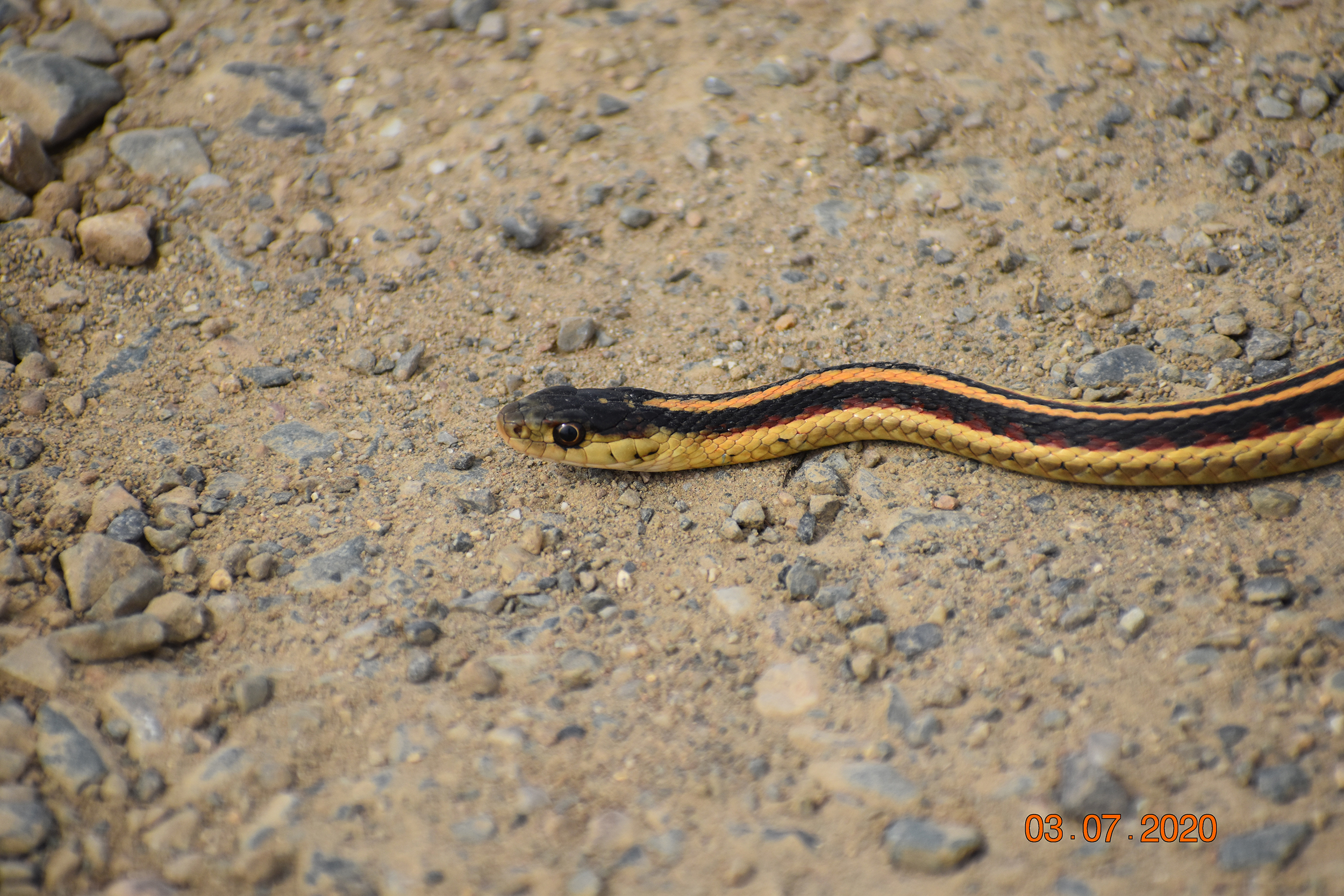 Close-up of a Common garter snake