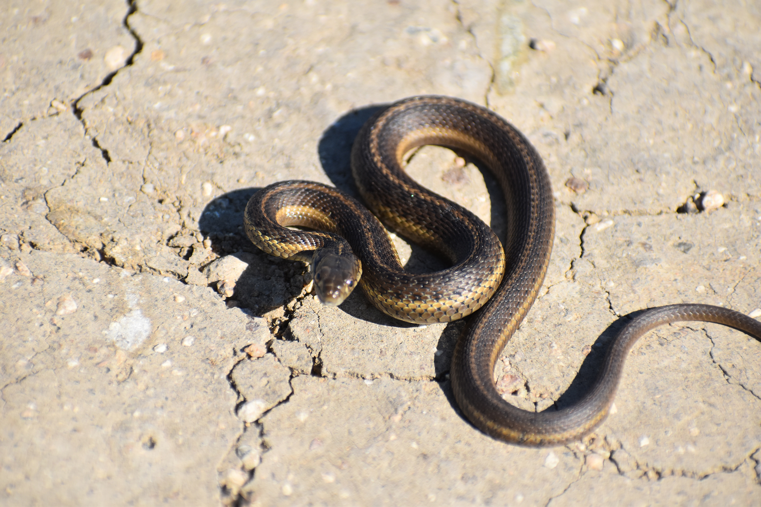 Close-up of a Giant garter snake