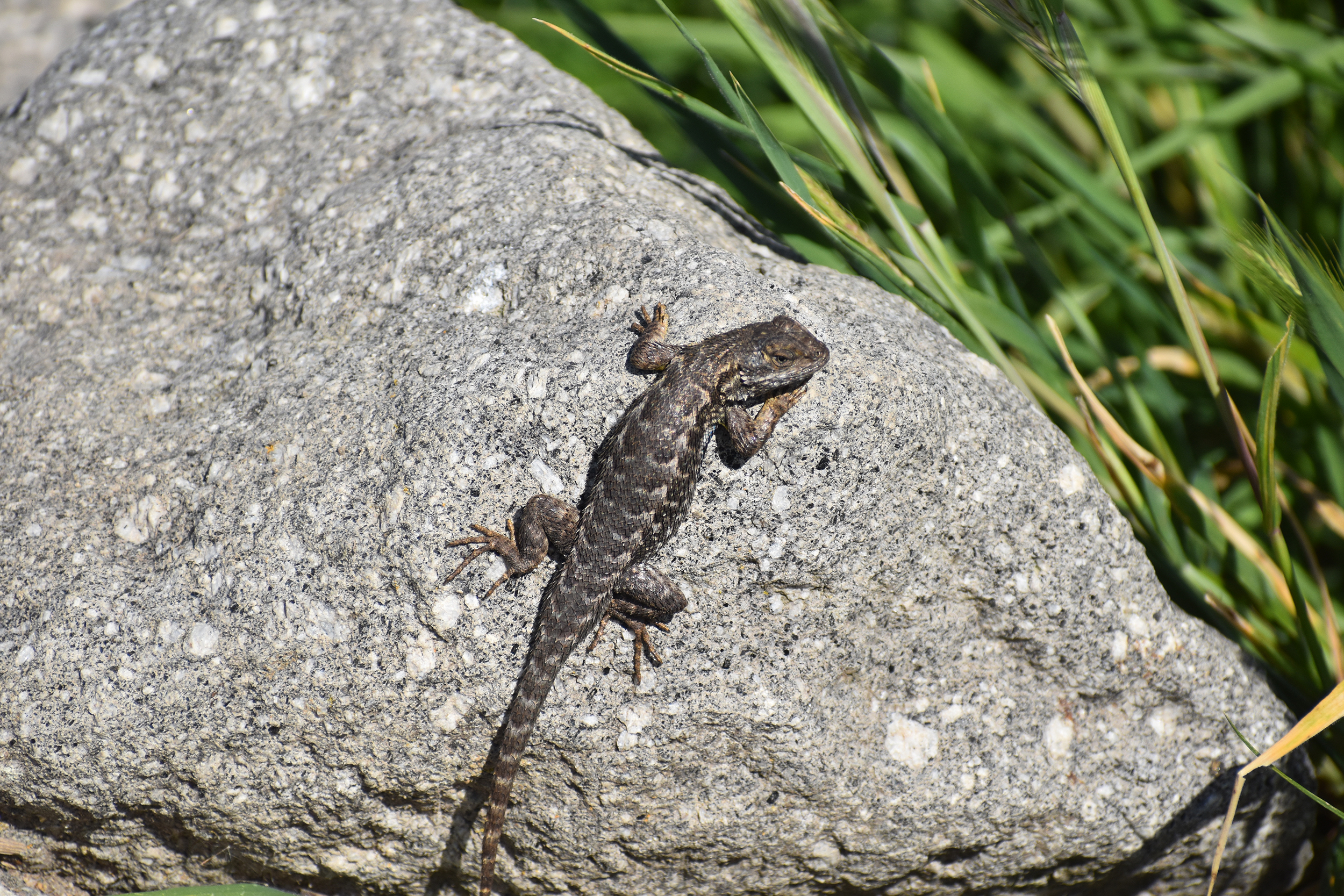 Western fence lizard on a rock