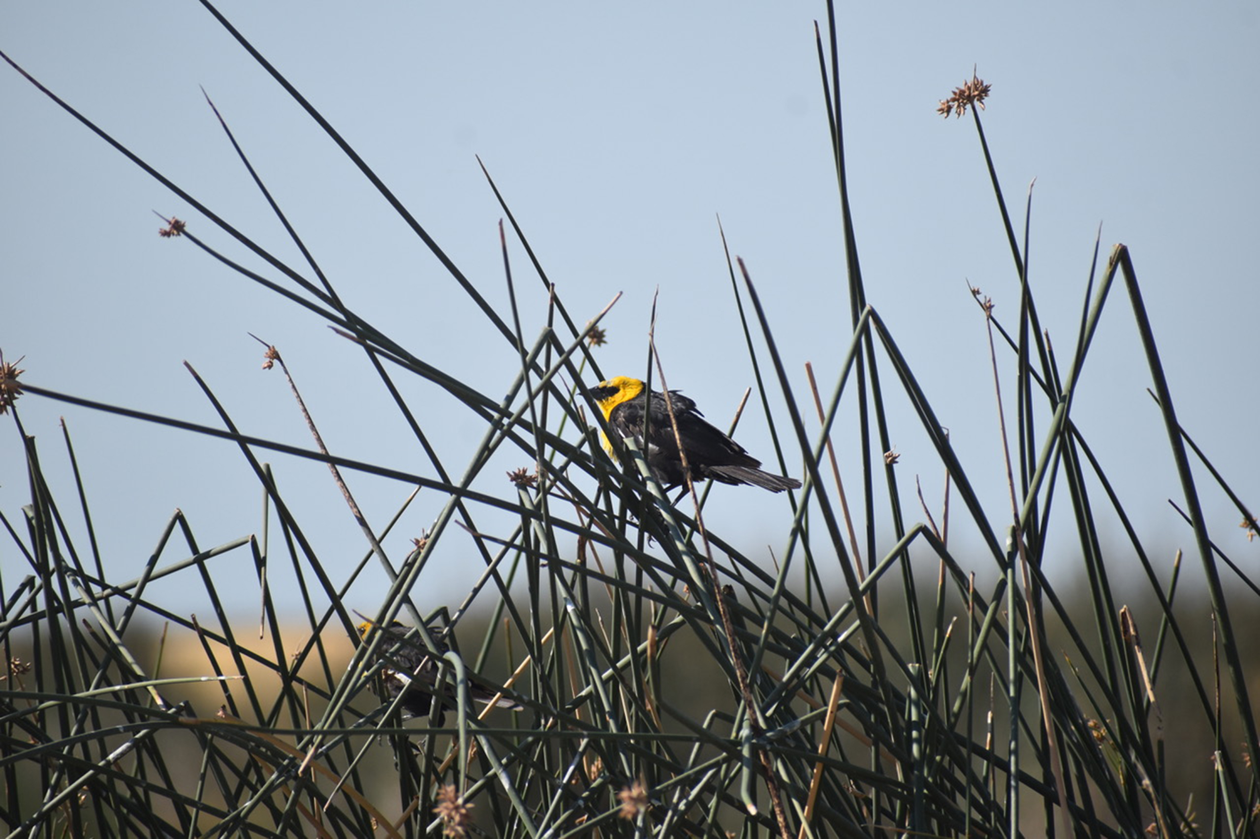 Yellow-headed blackbird perched