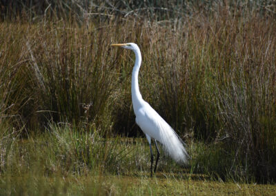 Egret standing tall looking over the high grass