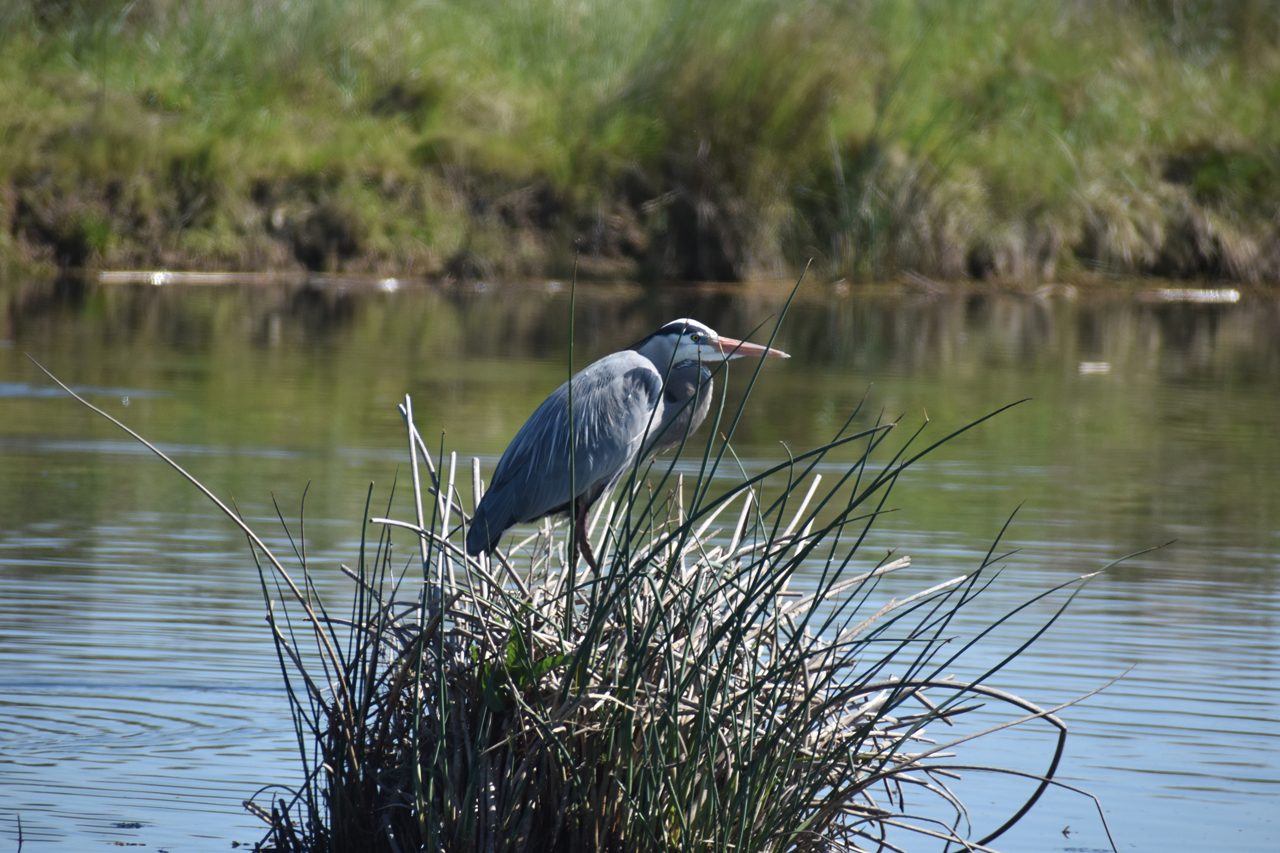 Great blue heron in a marsh