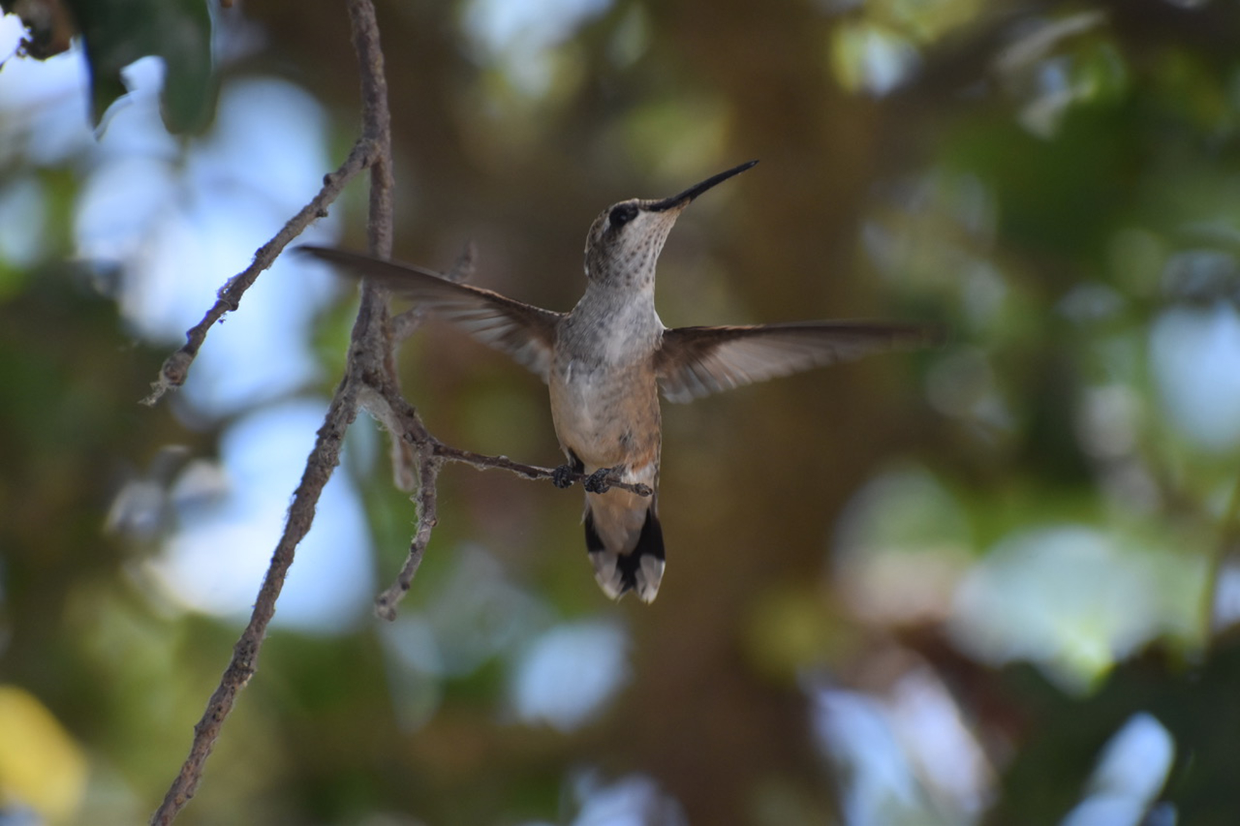 Close-up of a Hummingbird