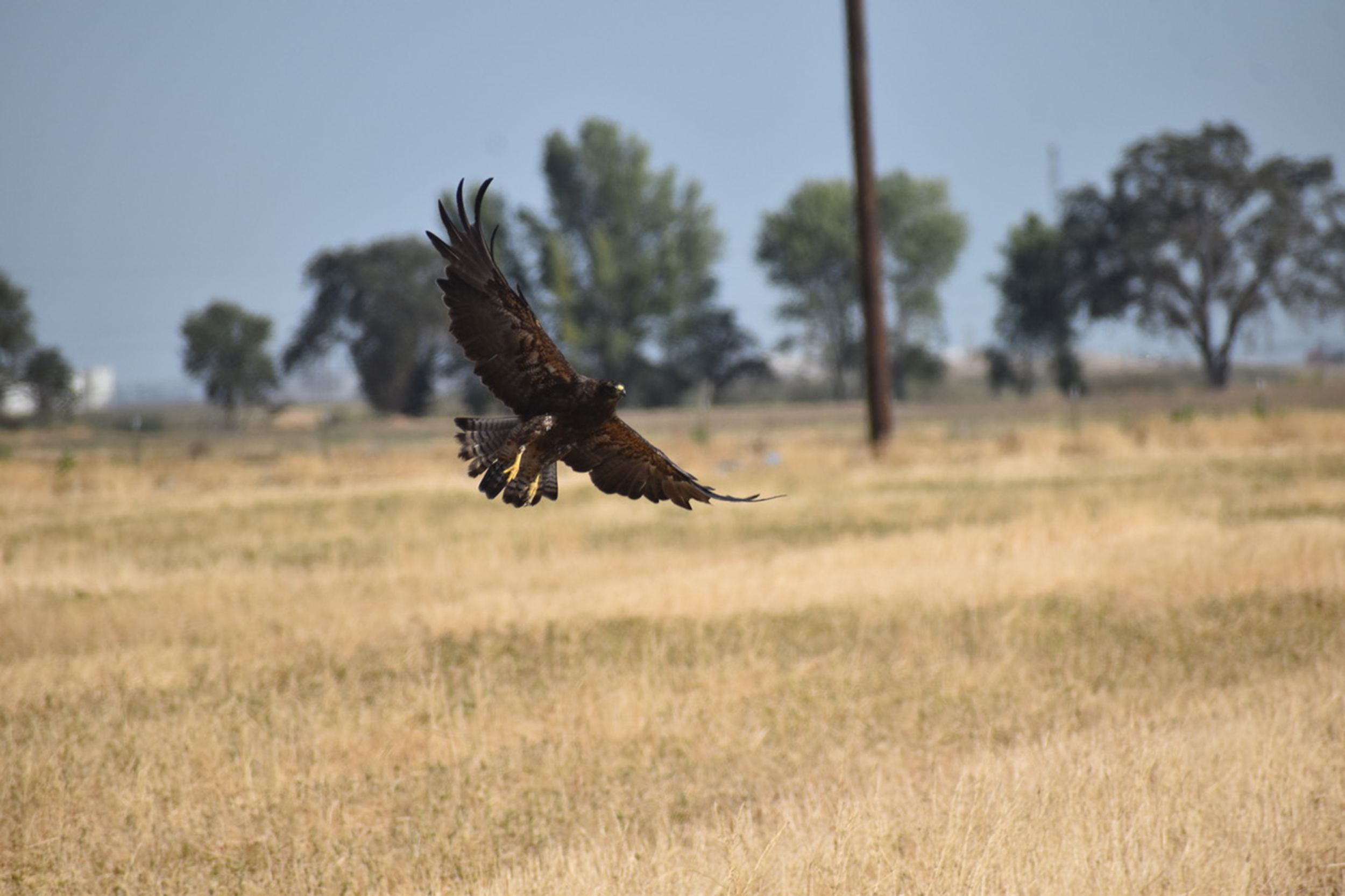 Swainson's hawk in flight