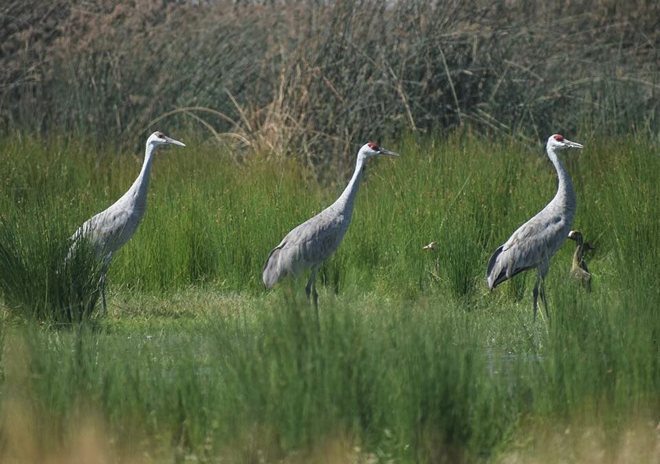 three Sandhill cranes walk through an area of grasses and vegetation around the Preserve