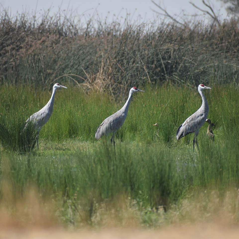 three Sandhill cranes walk through an area of grasses and vegetation around the Preserve