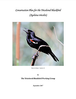 Cover image of Tri-colored blackbird Conservation Plan