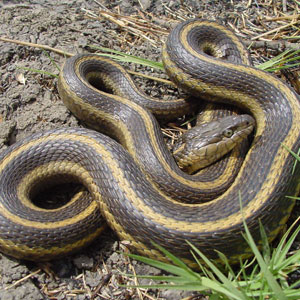 A Giant garter snake with brown and yellow skin is lays coiled and twisted onto itself on an area of dirt and grass.