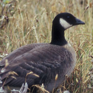 Side and rear profile of a Cackling goose, with black, white, and gray feathers.