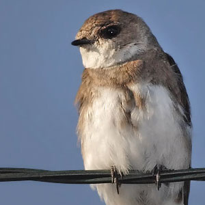Close-up of a light brown and white Bank swallow perched on barbed wire fencing.