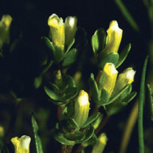 Close-up of a cluster of Boggs lake hedge-hyssop blossoms. They are yellow and tubular-looking, growing outwards from green leaves.