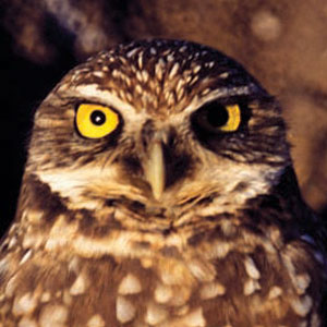 Close-up of a Burrowing owl's face. The owl has brown and off-white feathers, yellow eyes, and is looking straight at the camera.