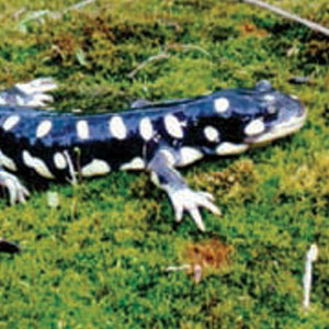 A California tiger salamander lays on an area of green vegetation. It's skin looks smooth and wet, and it's dark with large white spots all over.