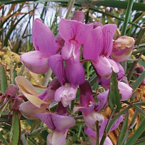 Close-up of bright pinky-purple Delta tule pea blossoms amongst green vegetation.
