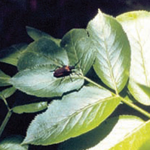 A Valley elderberry longhorn beetle on green leaves of a shrub.