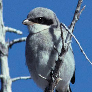 Close-up of a white, gray, and black Loggerhead shrike perched on a small branch of a tree.