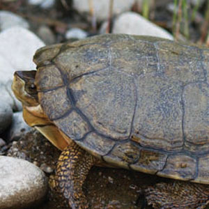 Close-up of the side profile of a Northwestern pond turtle laying on a rock, slightly poking its head out of its shell. It has dark green, dark gray, and some yellow-orange markings on its shell and body.