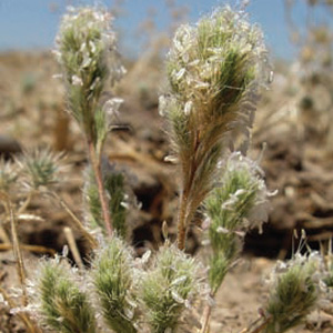 Close-up of a cluster of Sacramento orcutt grass, which has green and white tufts of blossoms at the tops of long brown stems coming from the ground.