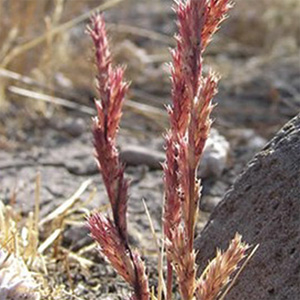 Cluster of Slender orcutt grass in an area of dry dirt. They are long and have red spiky leaves.