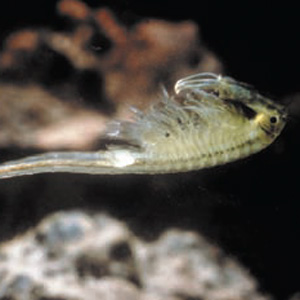 Close-up of a single Vernal pool fairy shrimp. Its body is mostly translucent, and its skeleton and internal organs are a gold color.