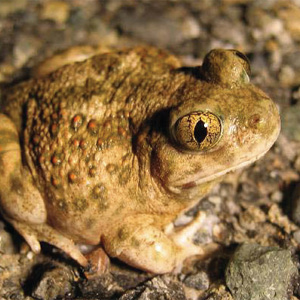 A Western spadefoot toad sits on a rocky area. It has large yellowish eyes, and there are lots of orange and dark green bumps covering its body.