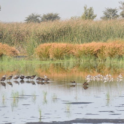 numerous dark and light-colored birds standing in a marsh bordering an area of trees and vegetation