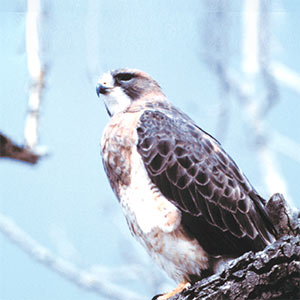 Close-up of a brown and white Swainson's hawk sitting on a tree branch, looking off in the distance.