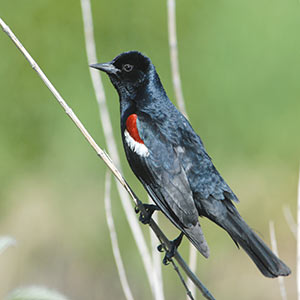 Side profile of a Tricolored blackbird perched on a very small twig. Its feathers are mostly black, and it has a bit of white and red on its wing.