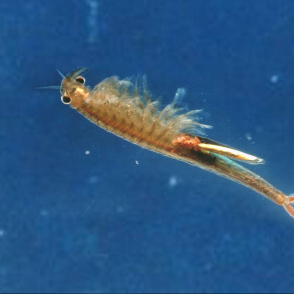 Close-up of one Midvalley fairy shrimp in water, with its eyes and legs visible and facing the camera. The color is an orange-brown.