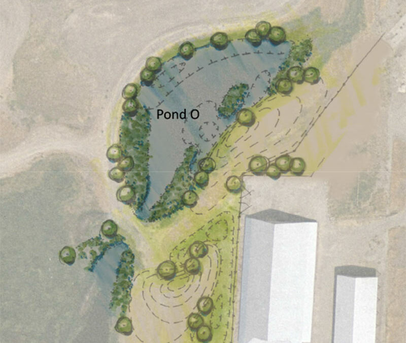 color illustration of revised concept for the Pond O habitat