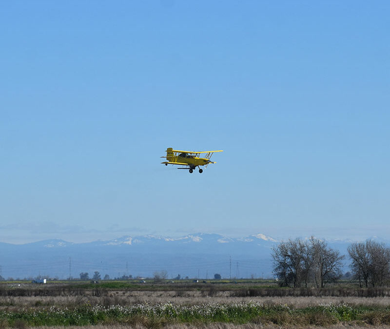 Photo of the Conservancy conducting aerial seeding of a Conservancy rice field.