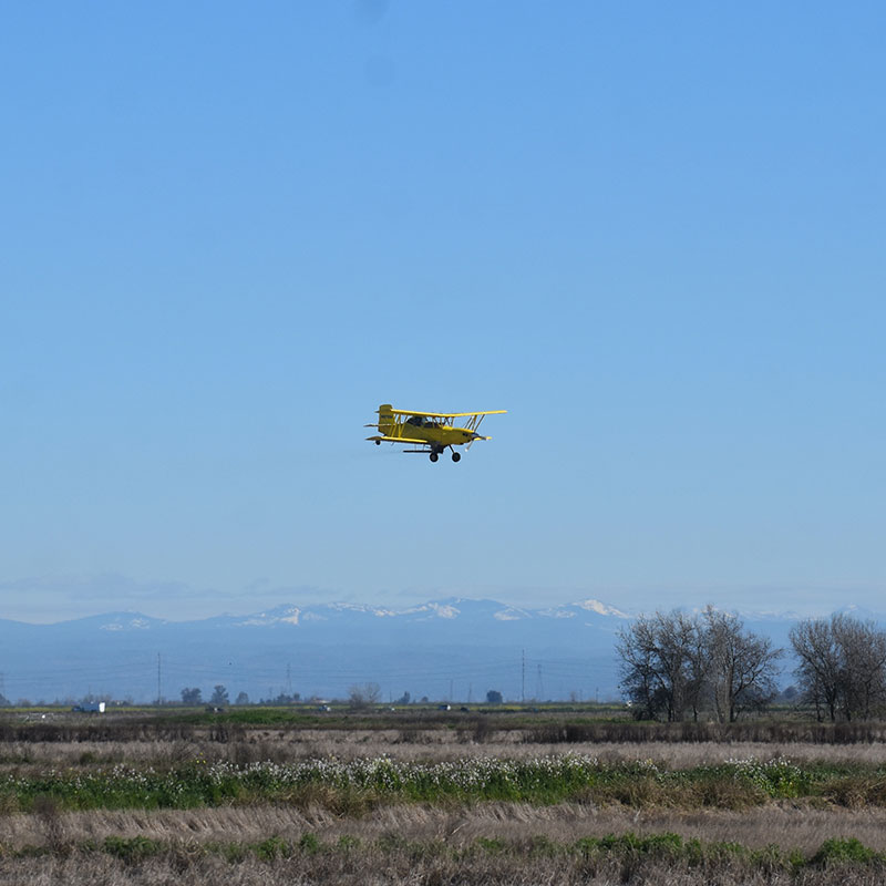 A yellow propeller plane flies low over a field to conduct aerial seeding at the Conservancy.