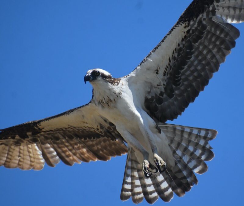 Close-up of an Osprey (Pandion haliaetus) flying overhead from a nearby perch. Its wings are outstretched and its talons visible and long.