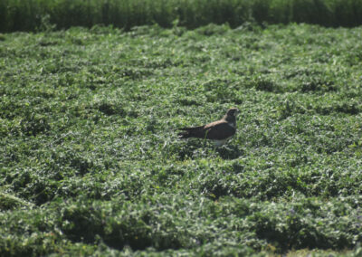 Soon, a Swainson’s hawk lands on prey it has found in the recently-cut alfalfa.