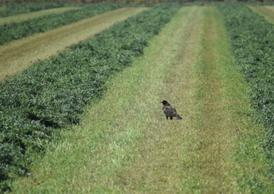 A Swainson's hawk stands in the middle of an alfalfa field in the process of being harvested.