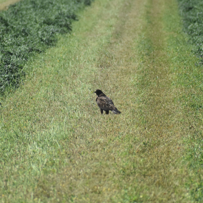 A Swainson's hawk stands in the middle of an alfalfa field in the process of being harvested.
